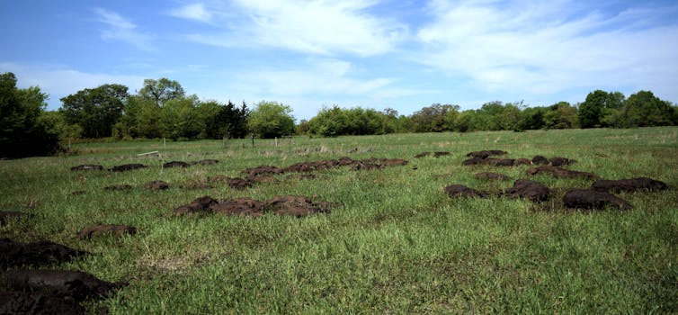 Rotting feral pig carcasses teach scientists what happens when tons of animals die all at once, as in Australia's bushfires