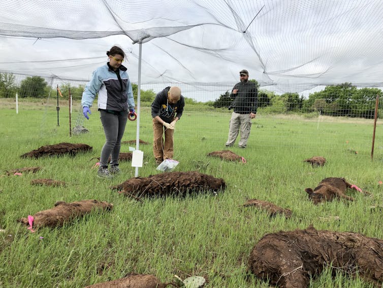 Rotting feral pig carcasses teach scientists what happens when tons of animals die all at once, as in Australia's bushfires