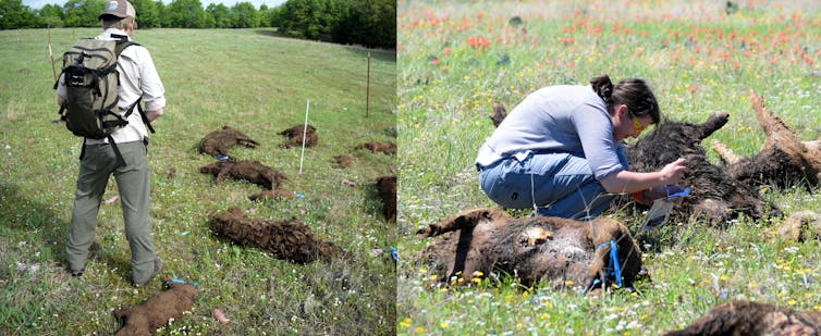 Rotting feral pig carcasses teach scientists what happens when tons of animals die all at once, as in Australia's bushfires