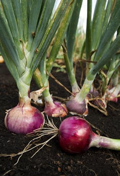 Why do onions make you cry?