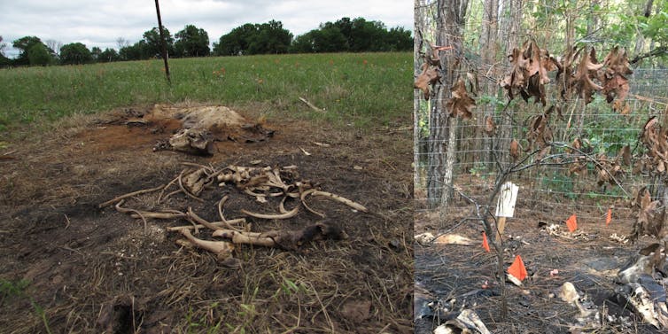 Rotting feral pig carcasses teach scientists what happens when tons of animals die all at once, as in Australia's bushfires