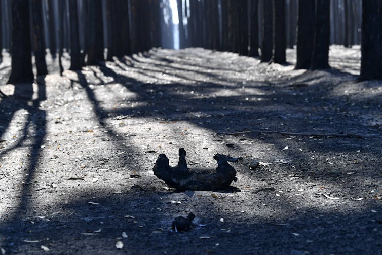 A season in hell: bushfires push at least 20 threatened species closer to extinction