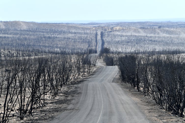 A season in hell: bushfires push at least 20 threatened species closer to extinction