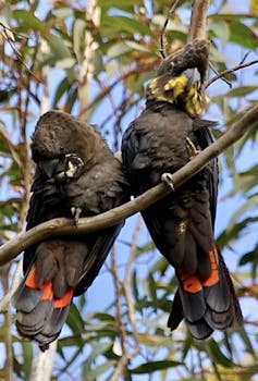 A season in hell: bushfires push at least 20 threatened species closer to extinction