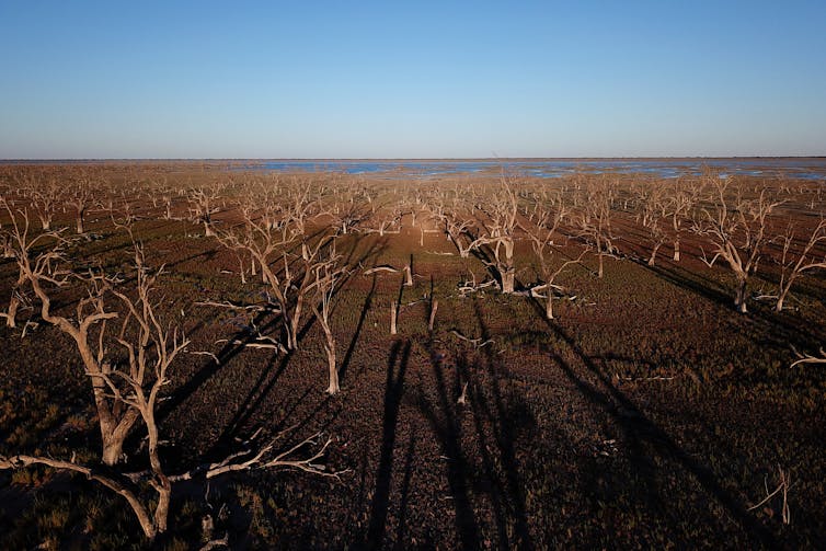 Weather bureau says hottest, driest year on record led to extreme bushfire season