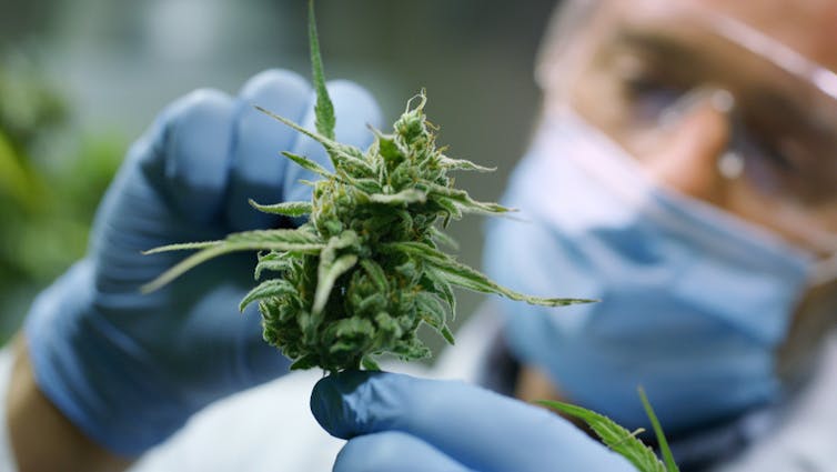 Recreational Dispensary