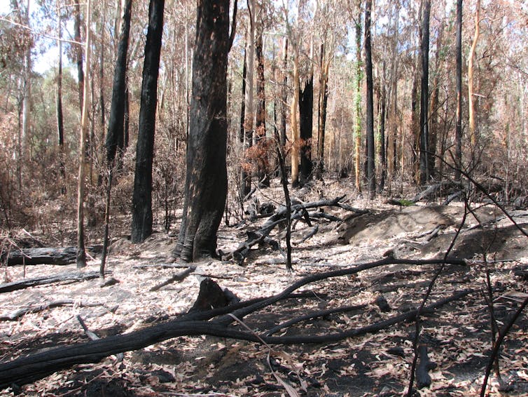 The sweet relief of rain after bushfires threatens disaster for our rivers