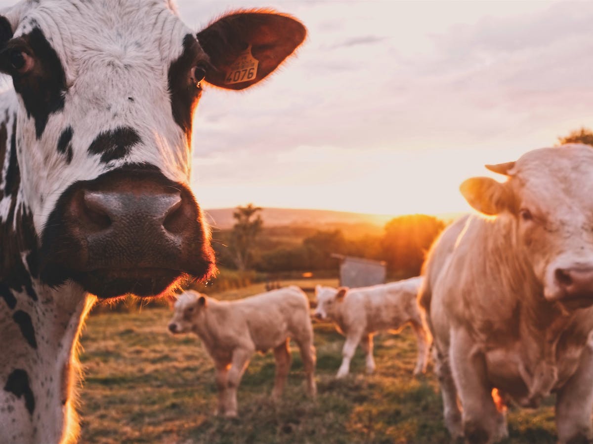 Apocalypse Cow: documentary's vision for the future of food could leave  farming in the past