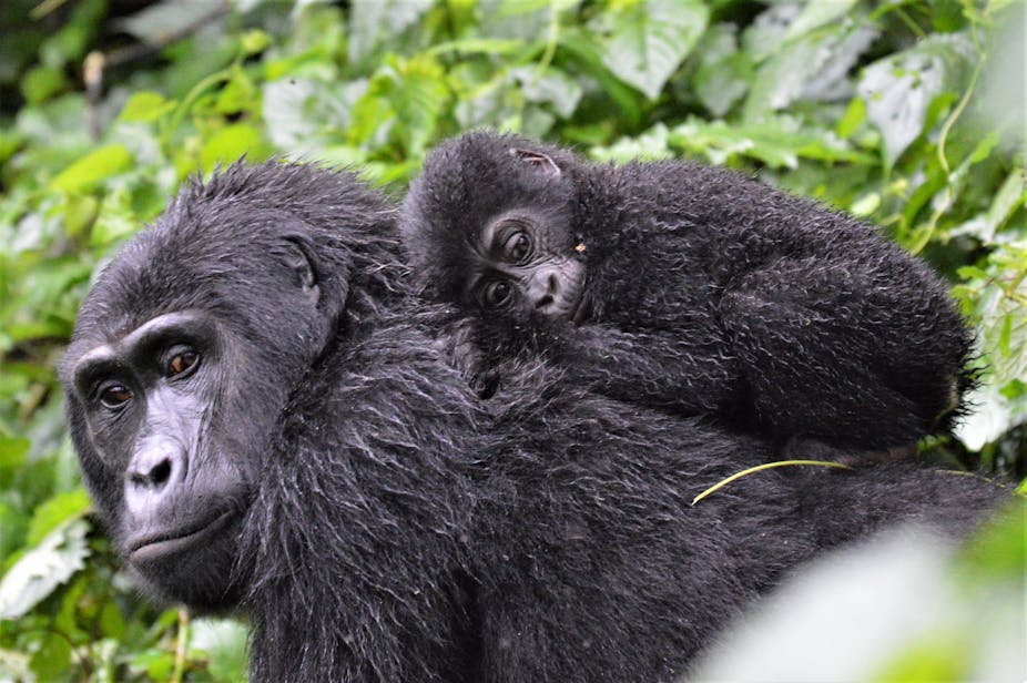 We don't know how many mountain gorillas live in the wild. Here's why