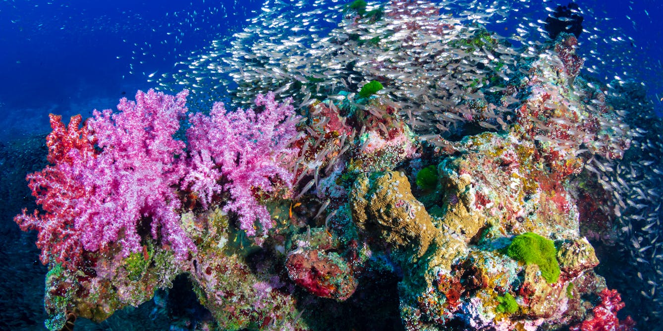 Коралловые рифы очень красивые