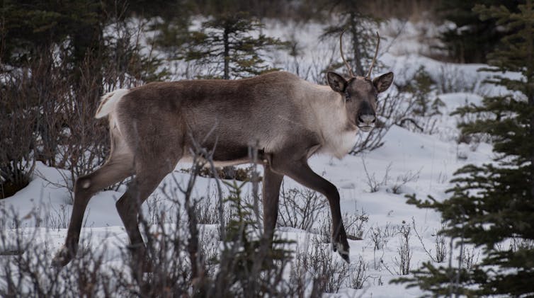 Efforts to preserve B.C. caribou have included going after their predators. (Shutterstock)
