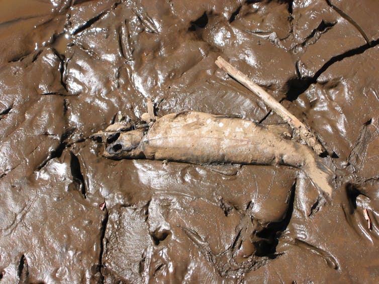 The sweet relief of rain after bushfires threatens disaster for our rivers