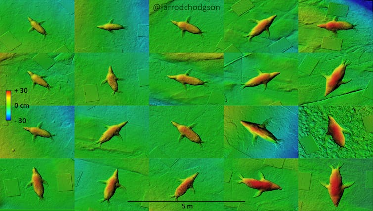 Australian sea lions are declining. Using drones to check their health can help us understand why