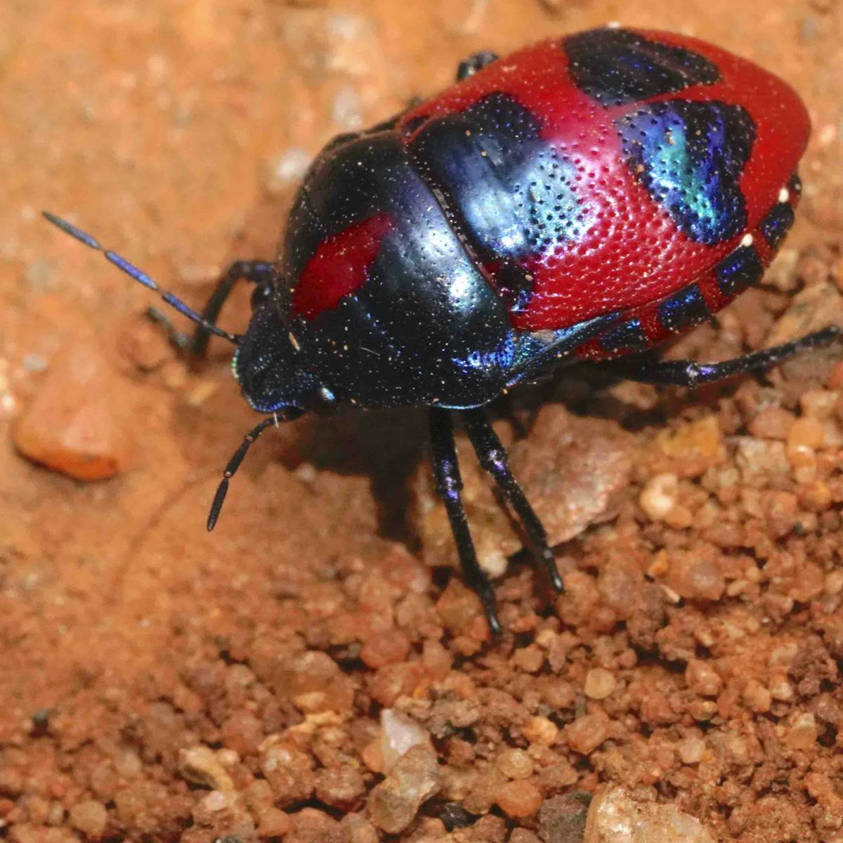 Australia S Bushfires Could Drive More Than 700 Animal Species To Extinction Check The Numbers For Yourself