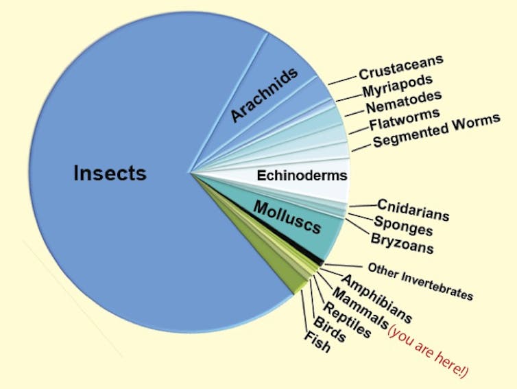 Australia's bushfires could drive more than 700 animal species to extinction. Check the numbers for yourself