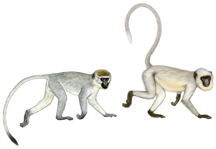 How We Solved The Greek Monkey Mystery And Found An Important Clue To Bronze Age World