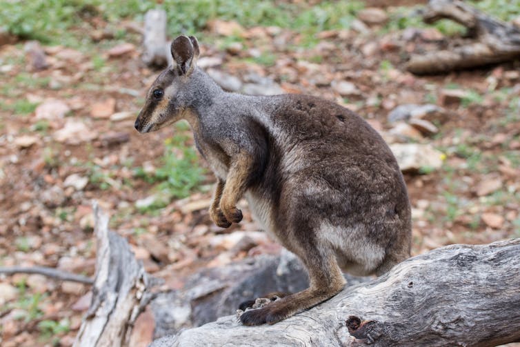 Tales of wombat 'heroes' have gone viral. Unfortunately, they're not true