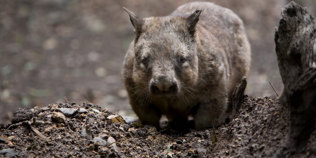Tales Of Wombat Heroes Have Gone Viral Unfortunately They Re Not True