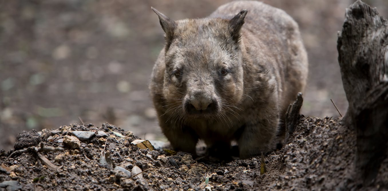 Tales Of Wombat Heroes Have Gone Viral Unfortunately They Re Not True