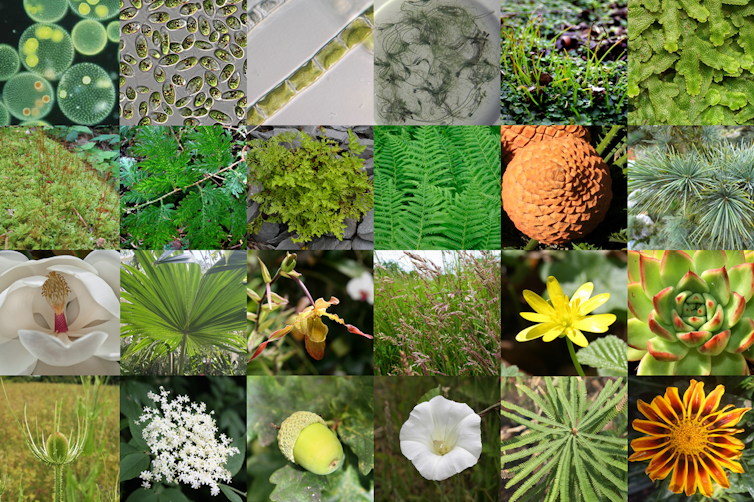 The diversity of land plants and close algal relatives. | Alexander Bowles, Author provided