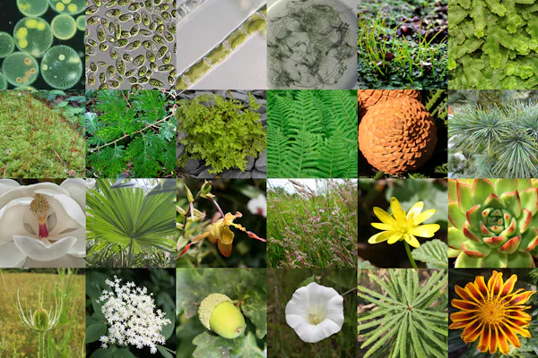 We found the genes that allowed plants to colonise land 500 million years ago