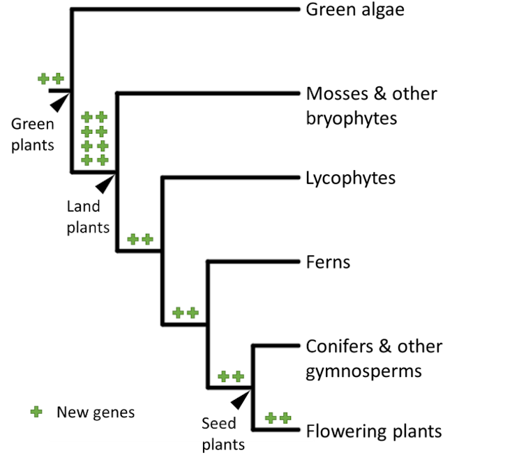 When land plants evolved, the number of new genes in the plant kingdom exploded. Alexander Bowles, Author provided