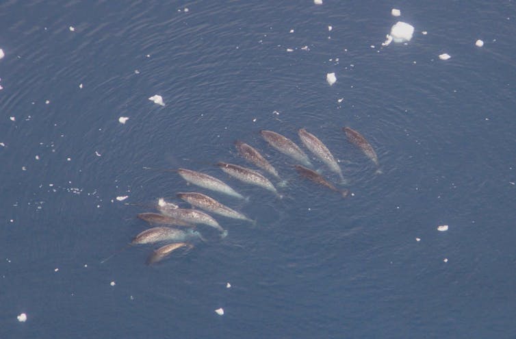 Meet the narwhal, 'unicorn of the sea'