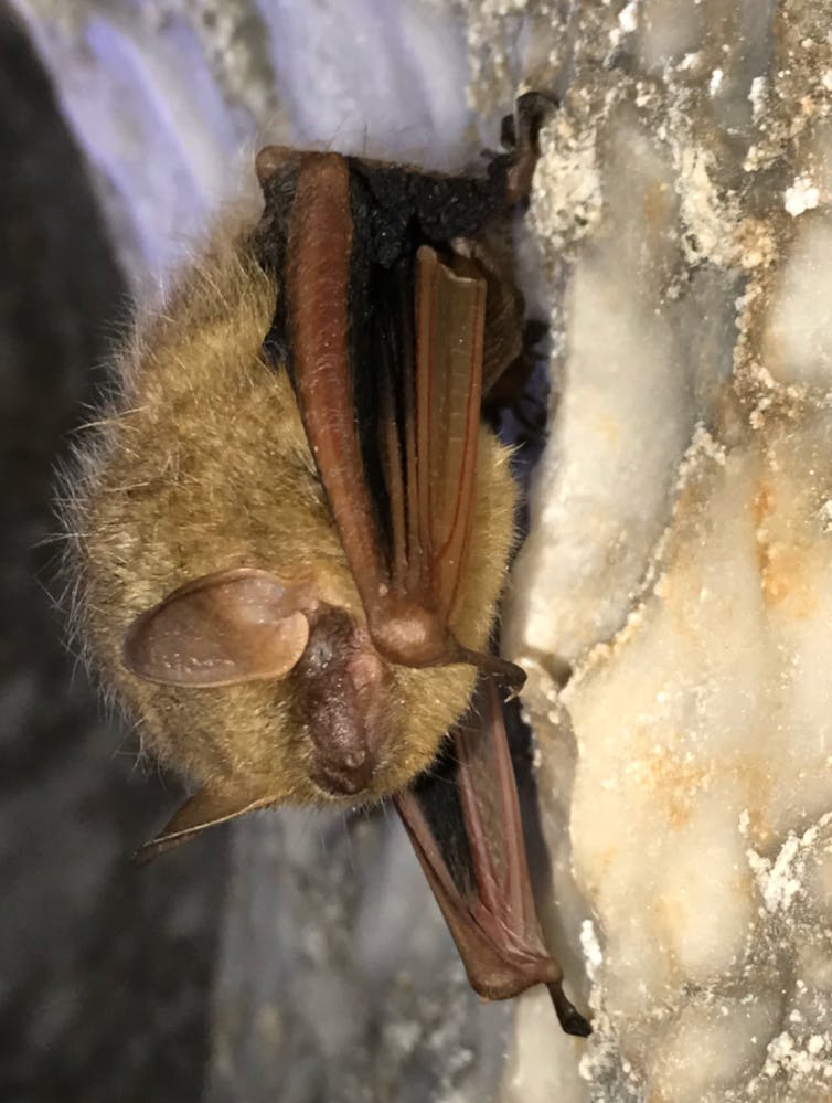 What is white-nose syndrome in bats?
