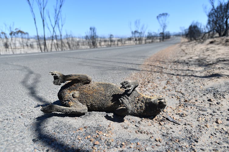 Bushfires Can Ecosystems Recover From Such Dramatic Losses Of Biodiversity
