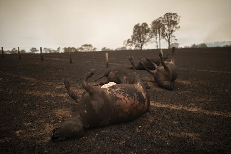 Bushfires Can Ecosystems Recover From Such Dramatic Losses Of Biodiversity