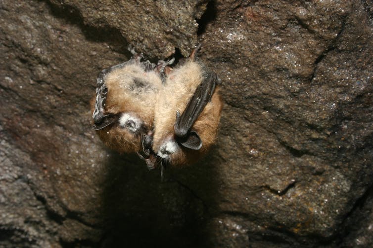 What is white-nose syndrome in bats?