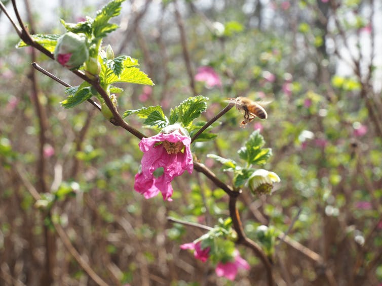 Bees seeking bacteria: How bees find their microbiome