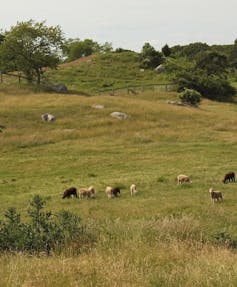 Native people did not use fire to shape New England's landscape