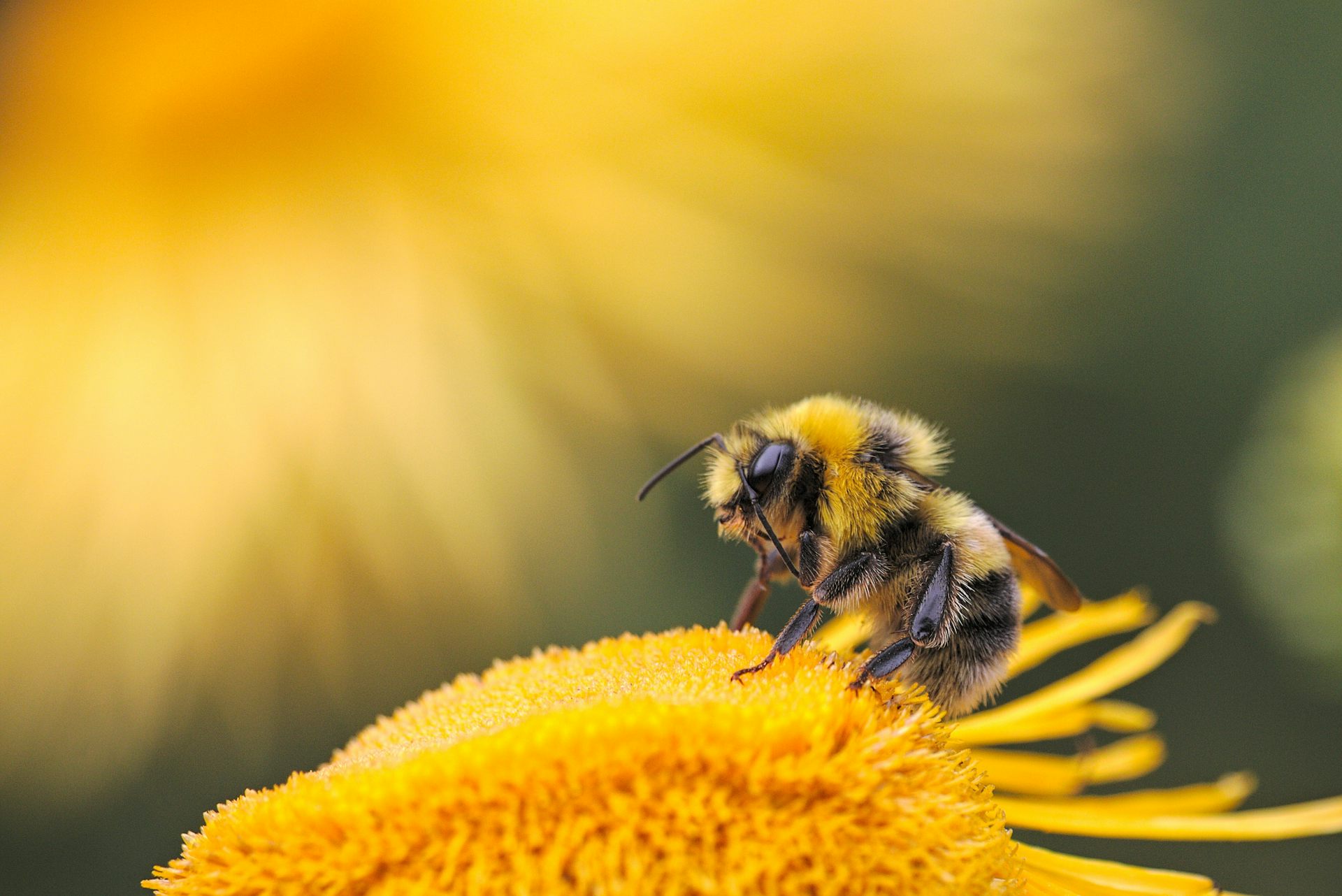 Bees Seeking Bacteria: How Bees Find Their Microbiome