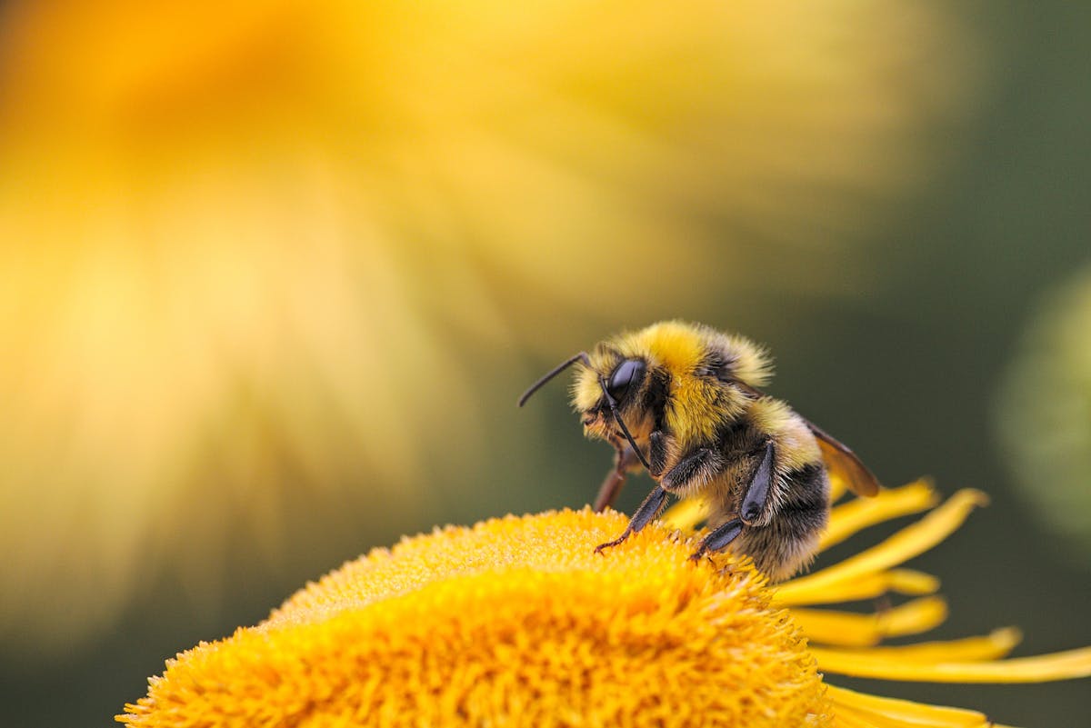 Download Bees Seeking Bacteria How Bees Find Their Microbiome