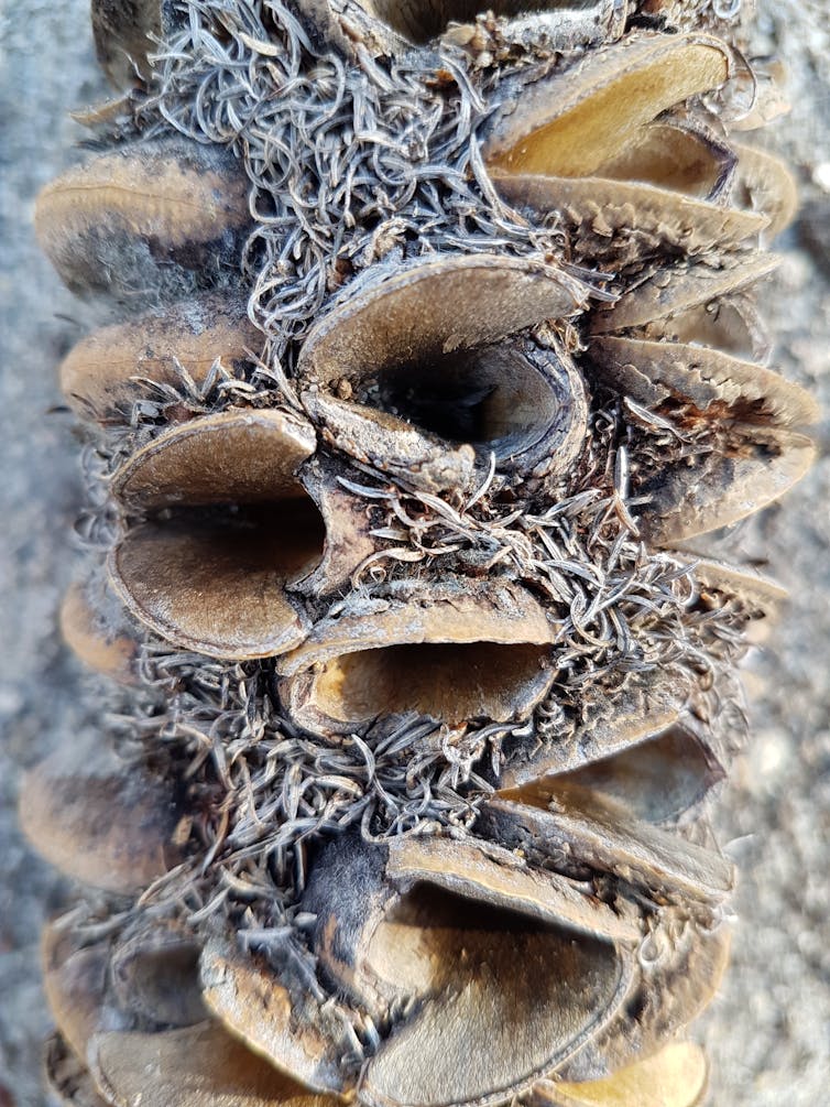 Yes, native plants can flourish after bushfire. But there’s only so much hardship they can take