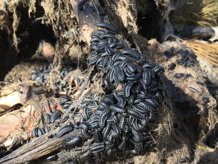 Bushfires left millions of animals dead. We should use them, not just bury them