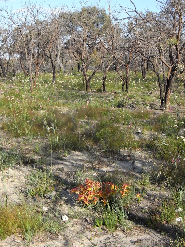Yes, native plants can flourish after bushfire. But there’s only so much hardship they can take