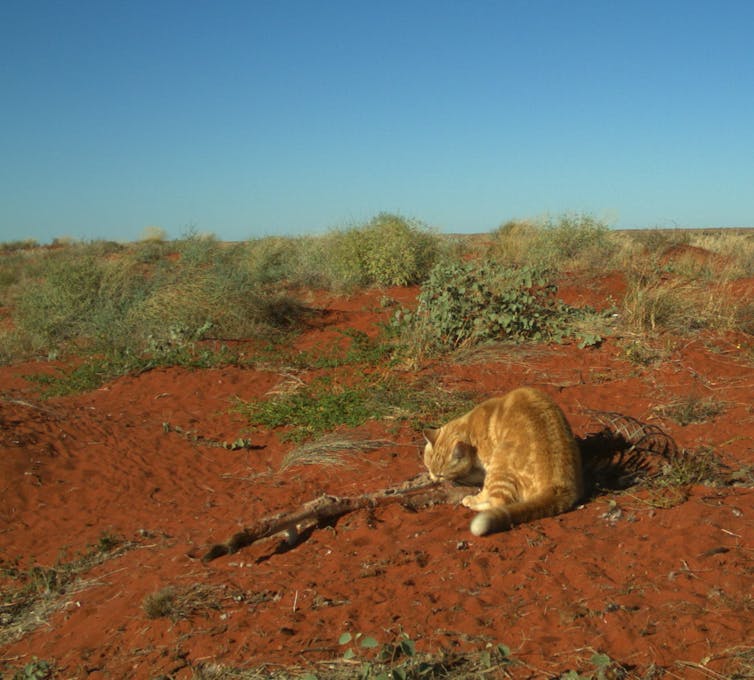 Bushfires left millions of animals dead. We should use them, not just bury them