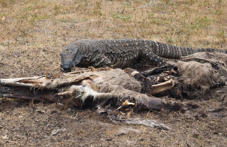 Bushfires left millions of animals dead. We should use them, not just bury them