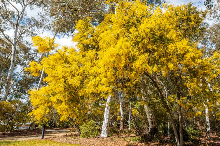 Many of our plants and animals have adapted to fires, but now the fires are changing