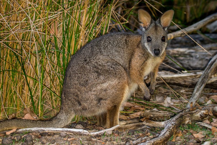 Many of our plants and animals have adapted to fires, but now the fires are changing