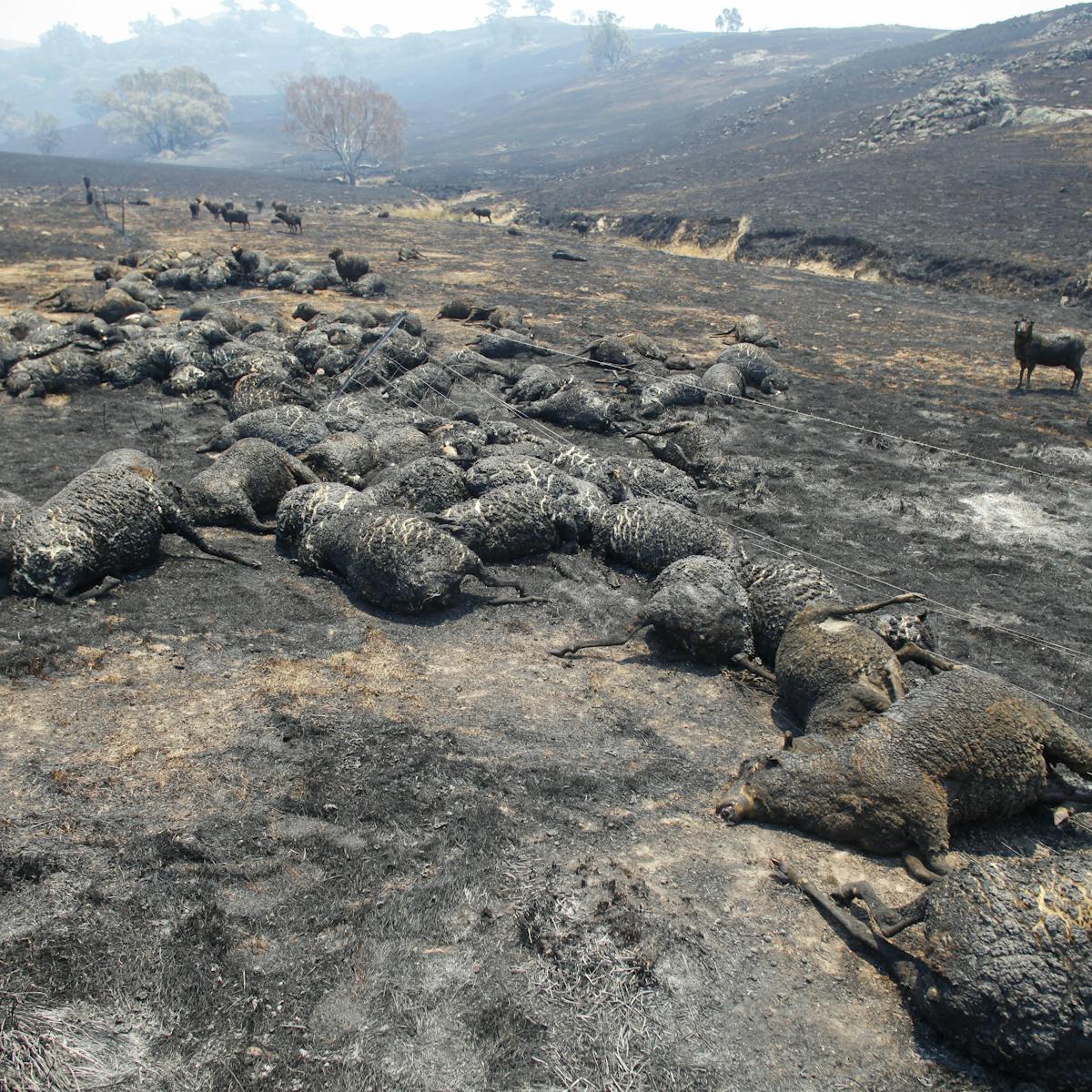 Bushfires Left Millions Of Animals Dead We Should Use Them Not Just Bury Them