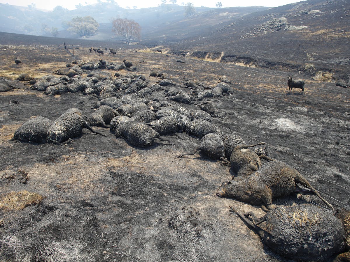 Bushfires Left Millions Of Animals Dead We Should Use Them Not Just Bury Them