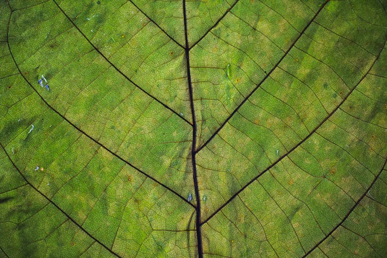 Close up photo of leaf