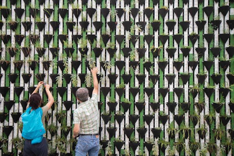 Man and woman putting up plants in nature project