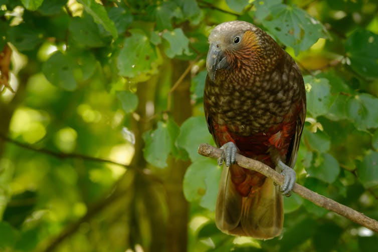 The New Zealand kaka, which is on the IUCN’s Endangered List, is threatened by non-native predators and wasps, the latter which compete with the bird for its food source. (Shutterstock)