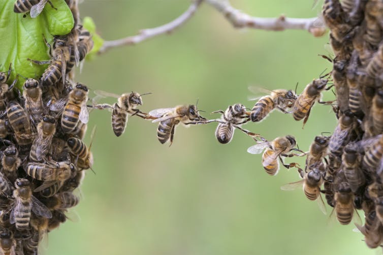 What a bundle of buzzing bees can teach engineers about robotic materials