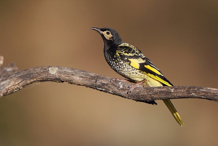 Six million hectares of threatened species habitat up in smoke