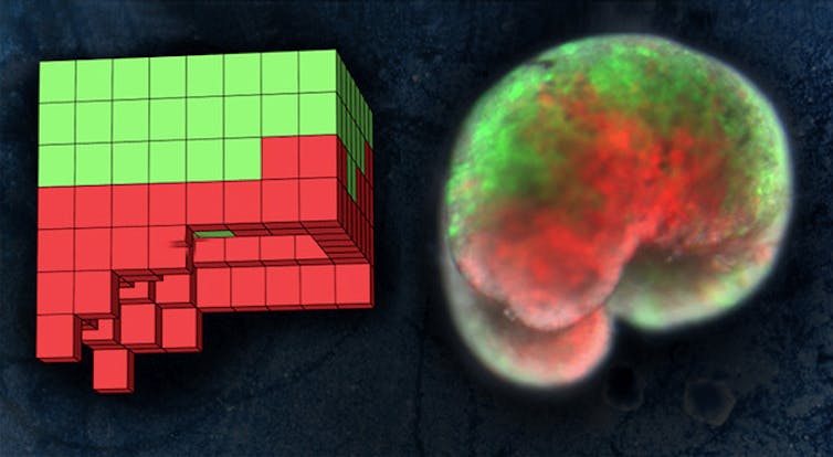 A la izquierda, el plano anatómico de un organismo diseñado por ordenador. A la derecha, el organismo vivo, construido a partir de piel de rana (verde) y células del músculo cardíaco (rojo). Sam Kriegman (UVM), CC BY